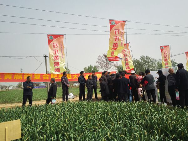 培肥养地夺高产 不妨试试黄腐酸 ——鸿运国际科技有限公司河南睢县大蒜观摩会